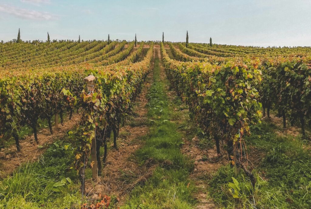 Vineyards in Bordeaux, one of the best places to visit in France for wine travelers