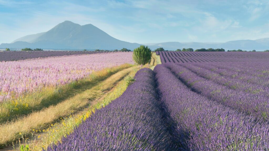 Provence is one of the best places to visit in France for a sensory experience. Visit in the summer to see and smell the lavender fields in full bloom.