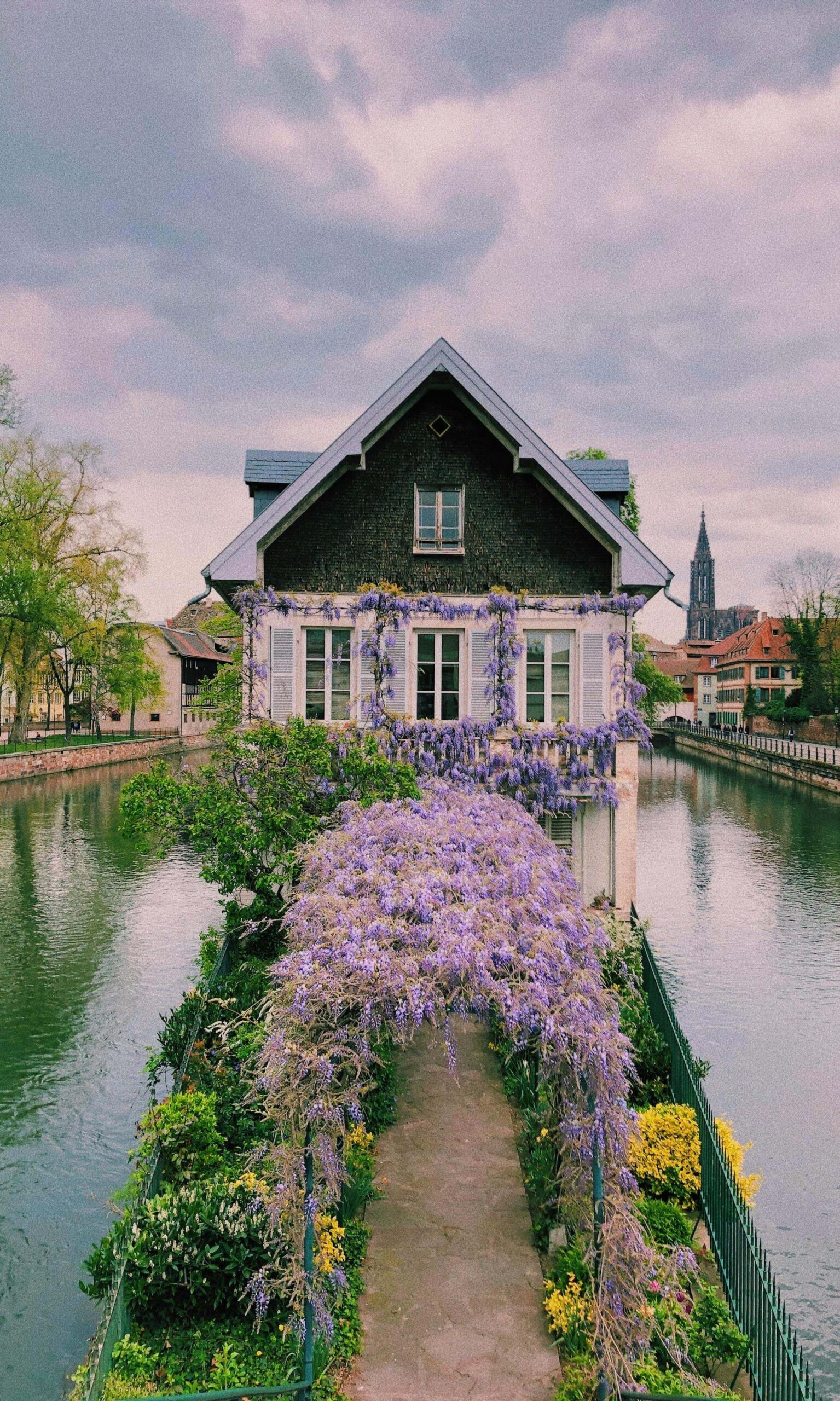 Wisteria-covered house along a canal in Strasbourg France in spring