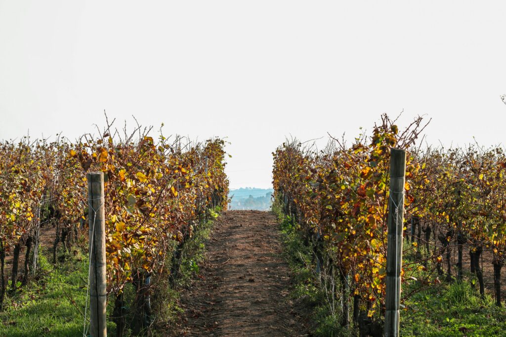 Vineyard in Italy during fall harvest season, one of the best times to visit Italy for food and wine experiences